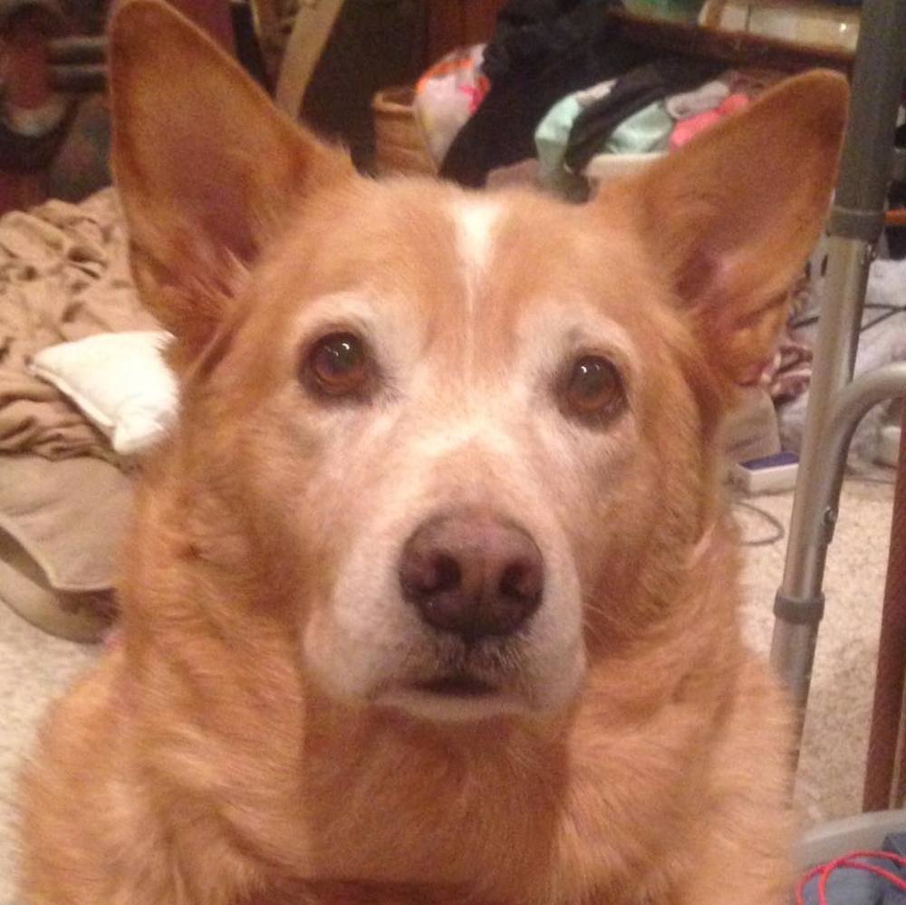 Meet your Posher, Carol